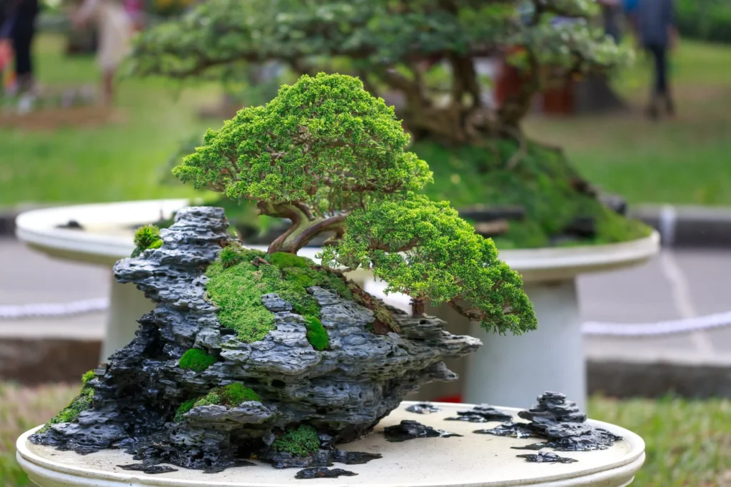 bonsai bonsai tree