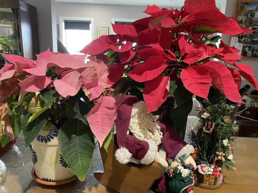christmas flower care