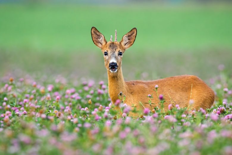 deer proof plants