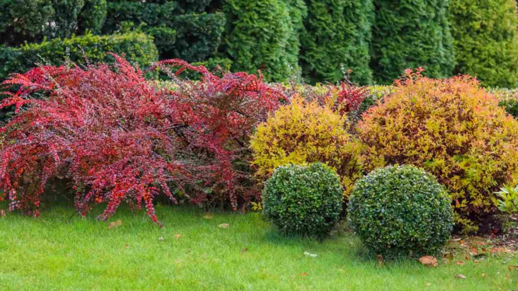 evergreen plants and shrubs