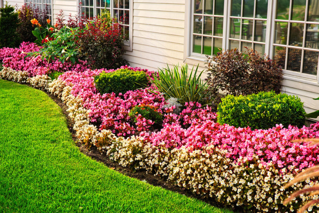 ground cover perennials