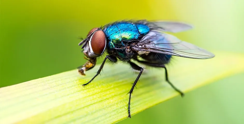 how to get rid of flies in house