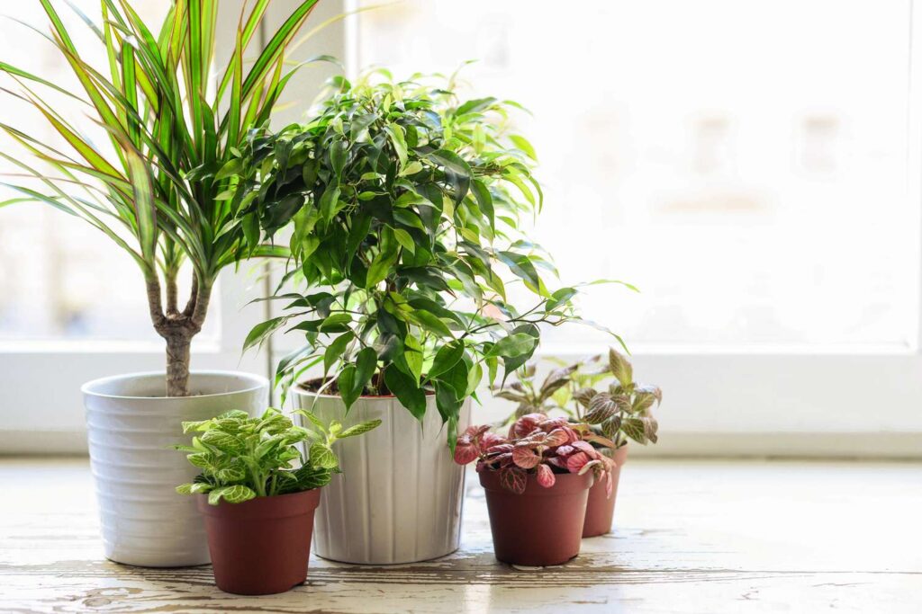 how to get rid of gnats in the house