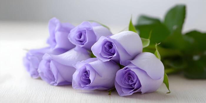 lavender colour rose