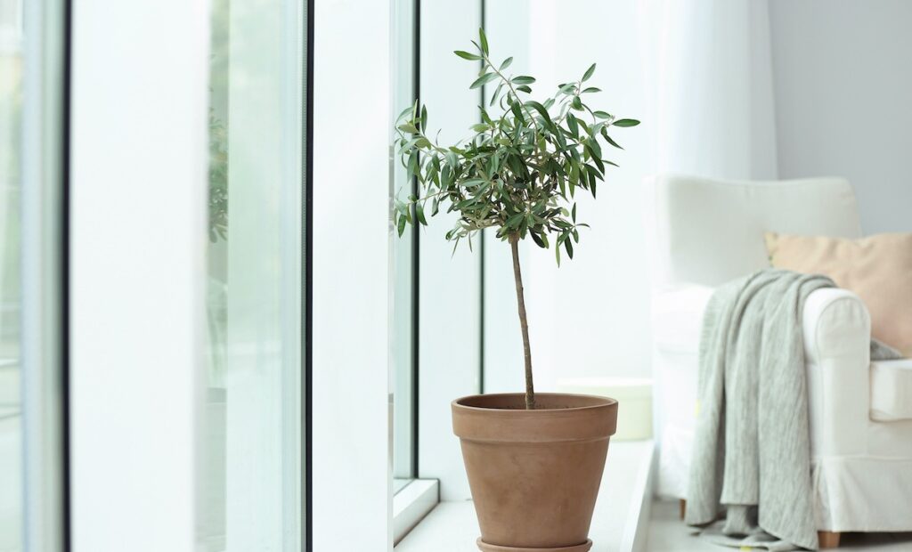 olive indoor plant