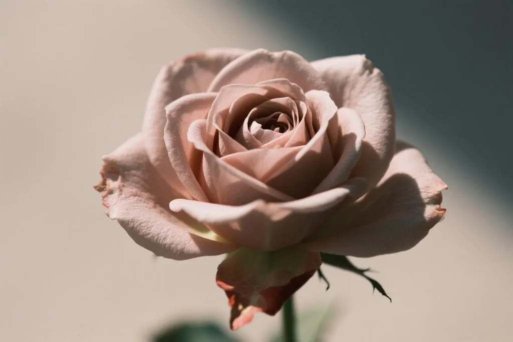 pink colour rose meaning