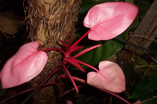 pink princess philodendron