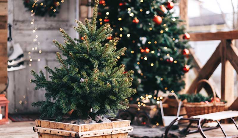 potted christmas tree