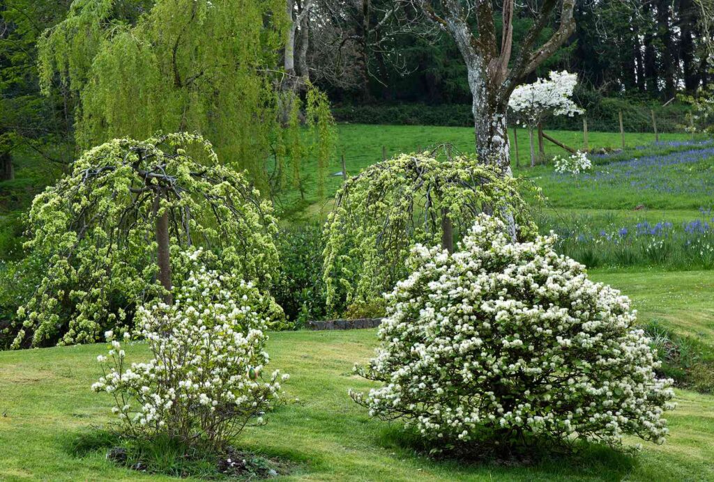 trees that are small